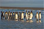 Large group of King Penguins (Aptenodytes patagonicus) come ashore at Volunteer Point in the Falkland Islands.