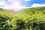 Tea farm with morning sunlight