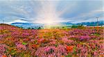 September sunrise country foothills panorama with heather flowers, wooden cross and sunshine (Lviv Oblast, Ukraine)