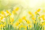 spring growing daffodils in garden  isolated on white background