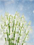 lilly of the valley flowers on blue sky  bokeh  background