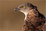 Portrait of European honey buzzard