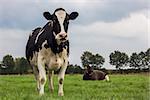 Dutch black and white cow in a grass meadow