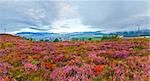 September morning country foothills panorama with heather flowers and wooden cross (Lviv Oblast, Ukraine)