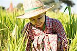 Portrait of a young Burmese female farmer with thanaka powdered face harvesting in field.