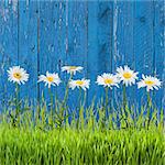 Spring grass and flowers on a fence