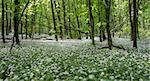 White flowes is covered ground between trees. This is a wild leek (beer's onion) blossom in deciduous forest.