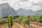 View of vineyards near Stellenbosch in the Western Cape Province of South Africa. The Simonsberg mountain is in the background