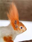 Beautiful portrait of a squirrel in a tree photographed close up