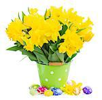 bunch of fresh spring yellow daffodils  and tulips with green leaves in pot  with easter eggs isolated on white background