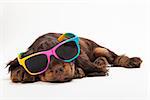 Cute Cocker Spaniel puppy dog sleeping laying down wearing sunglasses