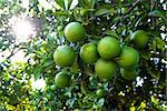 Orange tree with unripe fresh oranges on the plantation. Selective focus