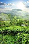 Fields of tea in mountain of Nuwara Eliya, Sri Lanka