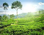 Fog over green tea plantations in the morning