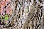 Buddha head in banyan tree roots at Wat Mahathat in Ayutthaya, Thailand.