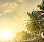 Palm trees on a background of sunset