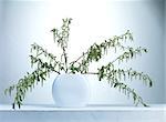 Photo willow branches stand in a beautiful vase on a white background