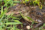 A spectacled caiman in Tortuguero National Park, Limon, Costa Rica, Central America