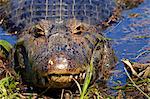 A Pantanal (yacare) caiman (Caiman yacare), Mato Grosso do Sul, Brazil, South America