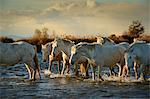 Wild white horses, Camargue, France, Europe