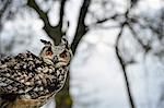 Eagle owl, raptor, bird of prey, Rhayader, Mid Wales, United Kingdom, Europe