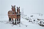 Horses on winter pasture