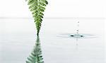 Fern leaf reflecting in water