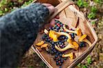 Child hand holding basket with berries and chanterelles