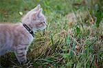 Kitten in grass