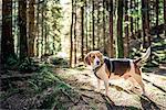 Dog in forest