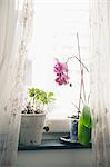 Orchid on windowsill