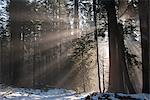 Sunlight shining through forest, Sequoia National Park, California, USA