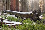 Fallen tree trunks covered in snow