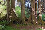 Forest, Olympic National Park, Washington, USA