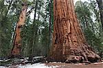 Giant sequoias, Sequoia and Kings Canyon National Parks, California, USA