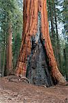 Old sequioa tree scarred by forest fire, Sequoia and Kings Canyon National Parks, California, USA