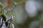 Blue tit (Cyanistes caeruleus) perched on branch