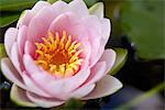 Pink water lily