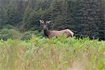 Roosevelt elk bull, Redwood National Park, California, USA