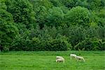 Cows grazing in pasture