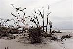 Dead, uprooted trees on beach, Jekyll Island, Georgia, USA