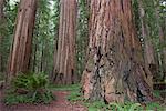 Giant redwood trees, Redwood National Park, California, USA