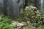 Azalea blooming in forest