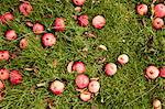 Cider apples on the grass in an orchard.