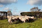 A flock of sheep moving through a gate into a field.