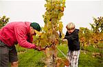 Two people, father and son harvesting grapes from the vines.