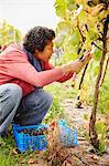 A grape picker leaning down and selecting bunches of grapes for harvest.