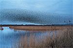 A murmuration of starlings, a spectacular aerobatic display of a large number of birds in flight at dusk over the countryside.