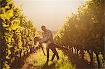 Couple dancing between grapevine at vineyard against sundown