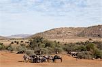 Animals grazing on the plains in South Africa